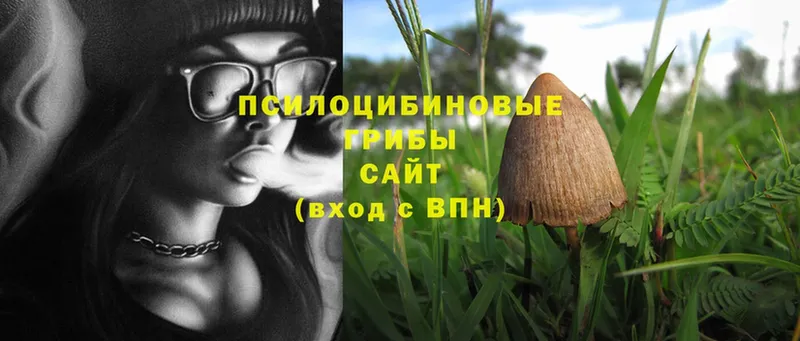 Галлюциногенные грибы Psilocybe Сыктывкар